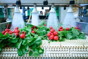 Radishes being cleaned and processed on a conveyor belt