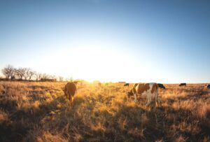 Wide shot of a herd of cows grazing in a golden field at dusk